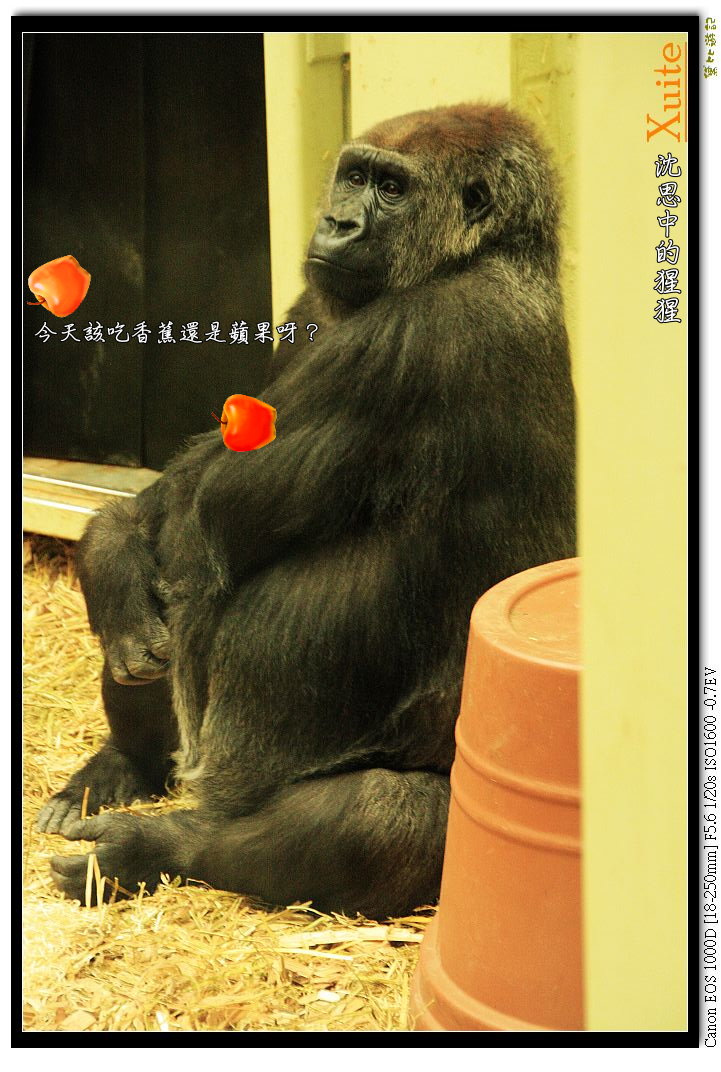 [英]-倫敦動物園(London Zoo)...嗯?!